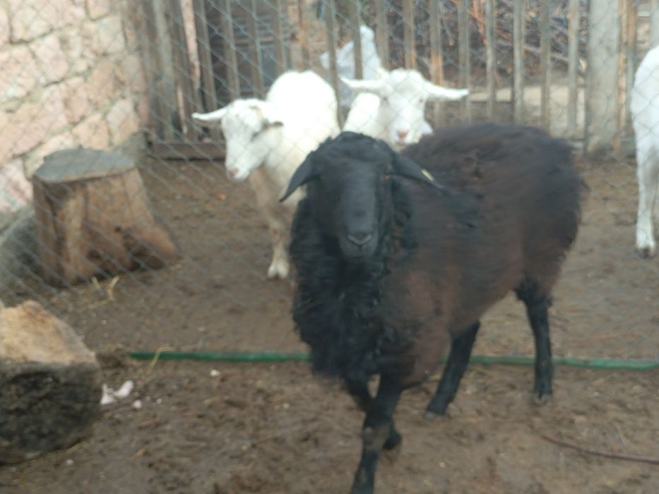 Еркек қара қой семіз