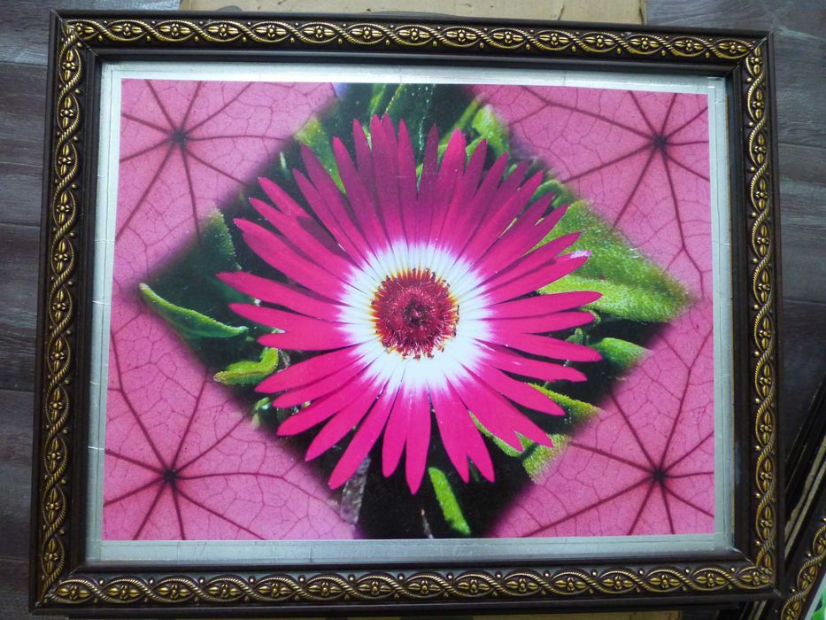 Фотокартины разнообразные нравственные, приятные глазу, цветы, природа