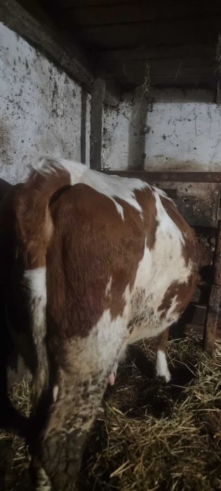 Vand  juninca gestanta!