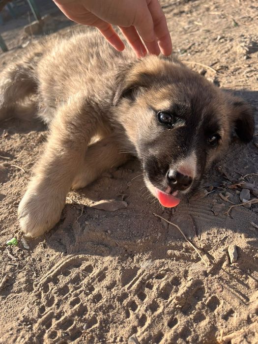 Щенки девочки звоночки