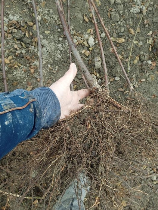 атиргул ва штаповийлар гулам бор