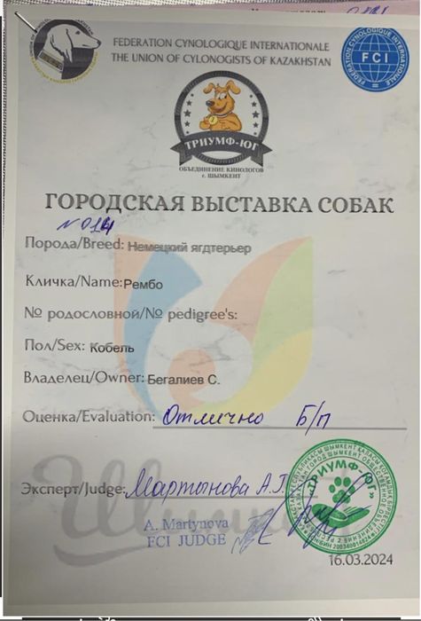 Продам кобеля Ягдтерьера