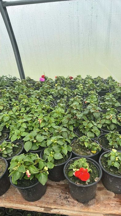 Flori finisate si semifinisate de vânzare en-gros