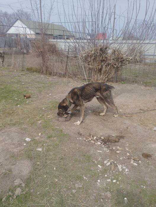 Алабай 1 жасар 20000 тг