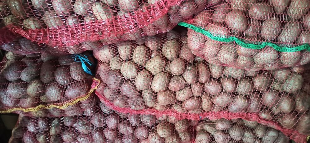 Cartofi de sămânță