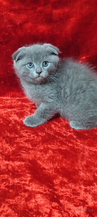 Продается Скотишь фолд