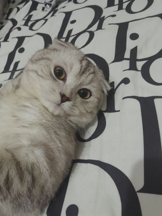 Скотишфолд ўғилбола 7 ойли тоза қон жуда чиройли мушук сотилади