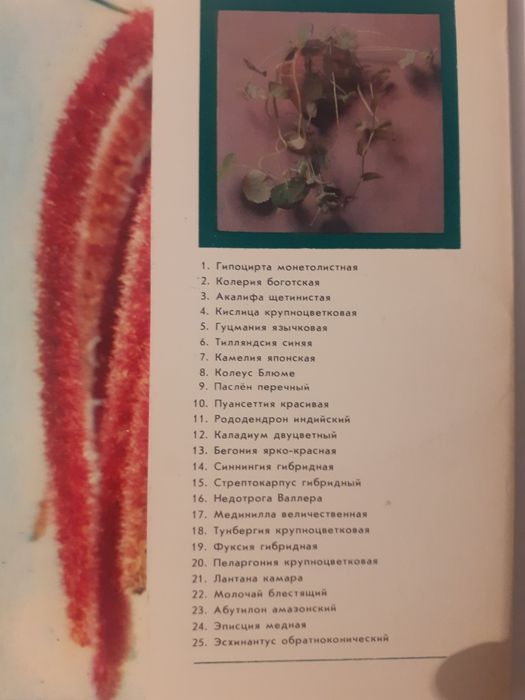 Комнатные  растения