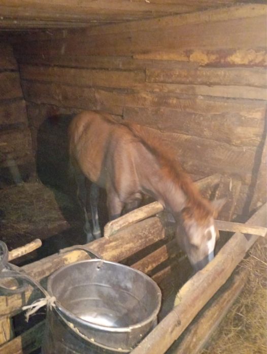 Срочно Продам 2 кобыл с жеребятами