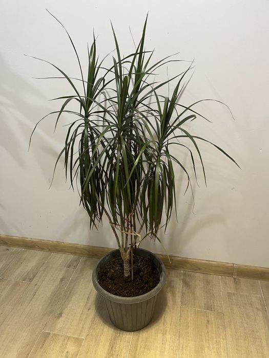 Комнатные офисные растения