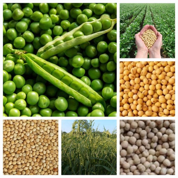 Sămânță Lucerna Certificata, Trifoi, Sparceta, Mazariche, iarba, Amestec furajer, Grau, Orz, Triticale
