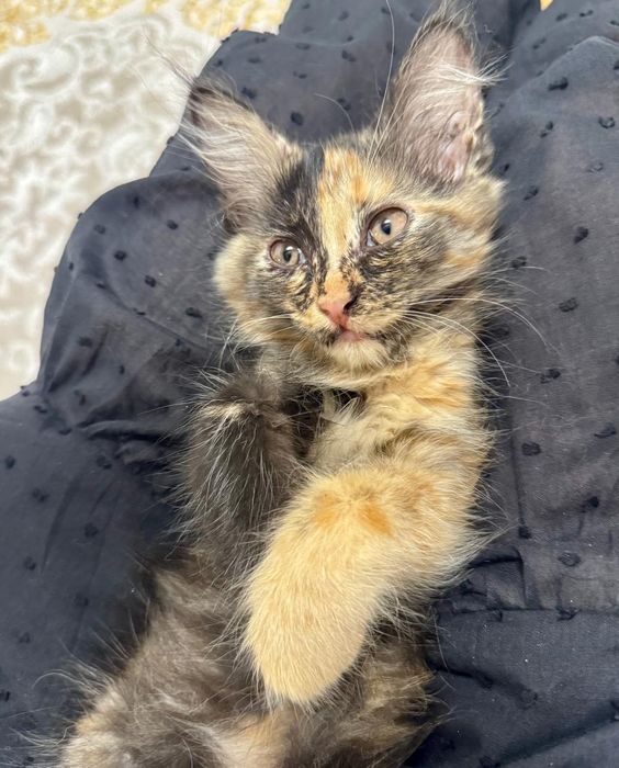 Котята ,  живут во дворе