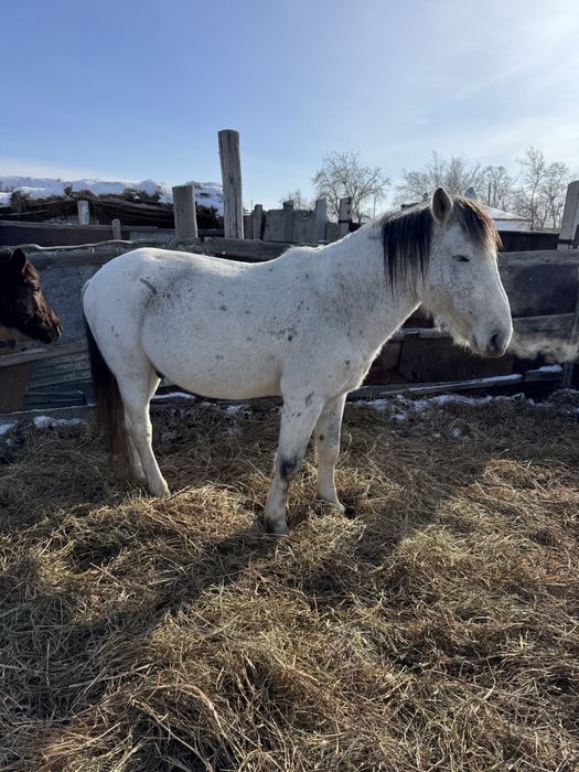 Айғыр сатылады 10 жасар
