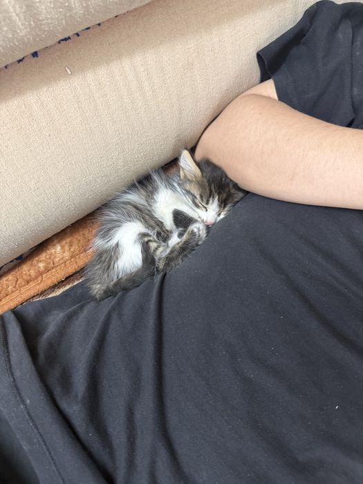Котенок в добрые руки