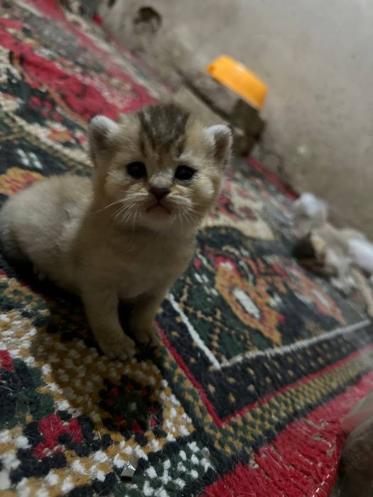 Продается кот Британец,