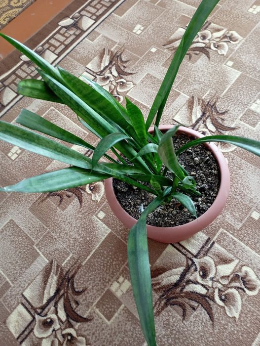 Цветы комнатные.