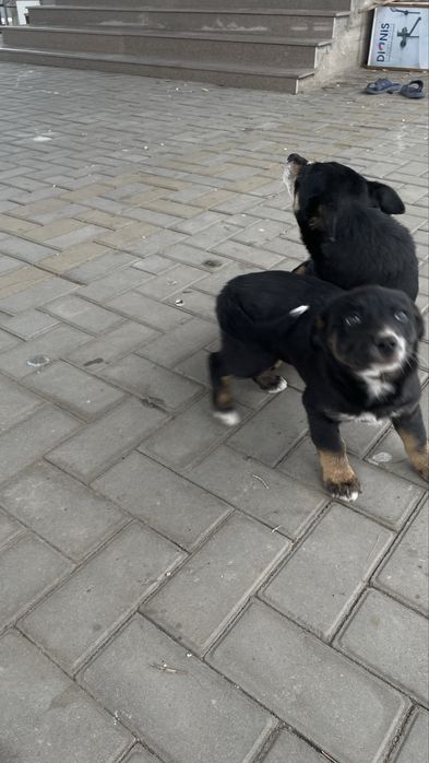 отдам щенка в добрые руки