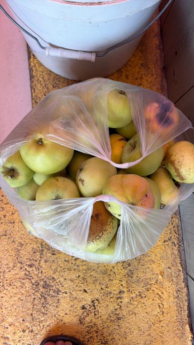 Продам яблоки ронетки уралка
