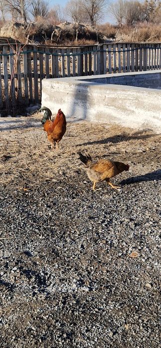 Қораз Кучинская.