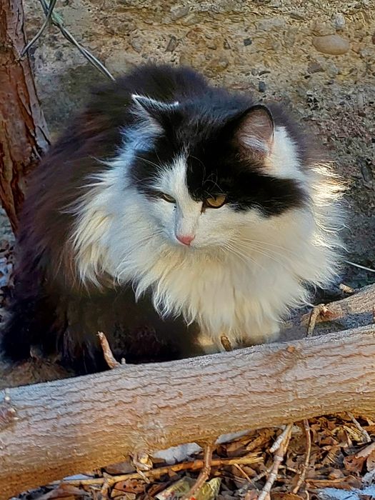 Прохор — кот для доброй бабушки