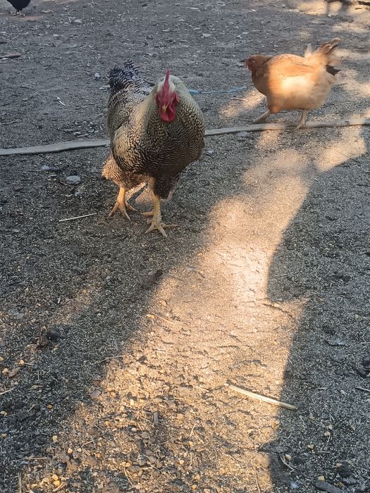 De vânzare 2 cocosi