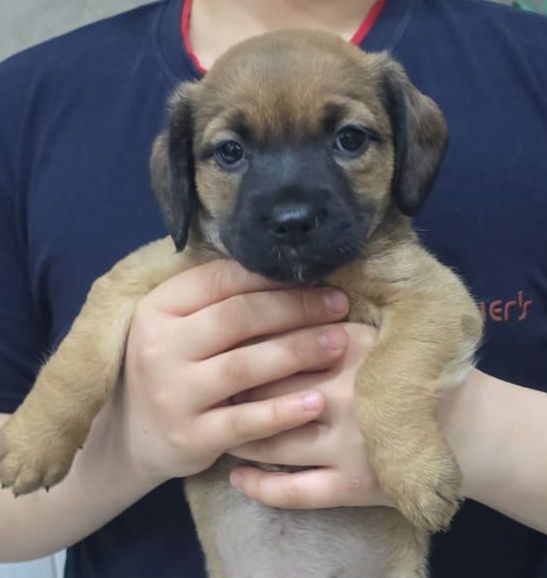 Отдам щенков бесплатно