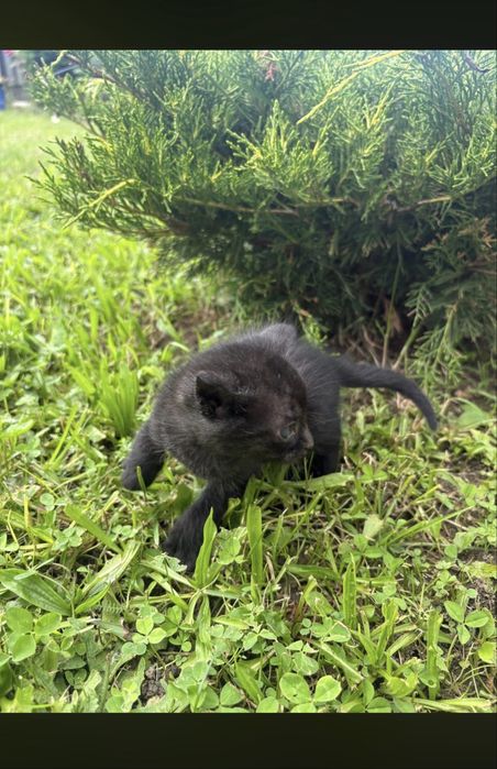 Pisici spre adoptie