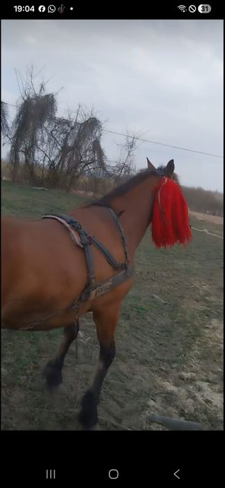 Vând mânză de 3 ani