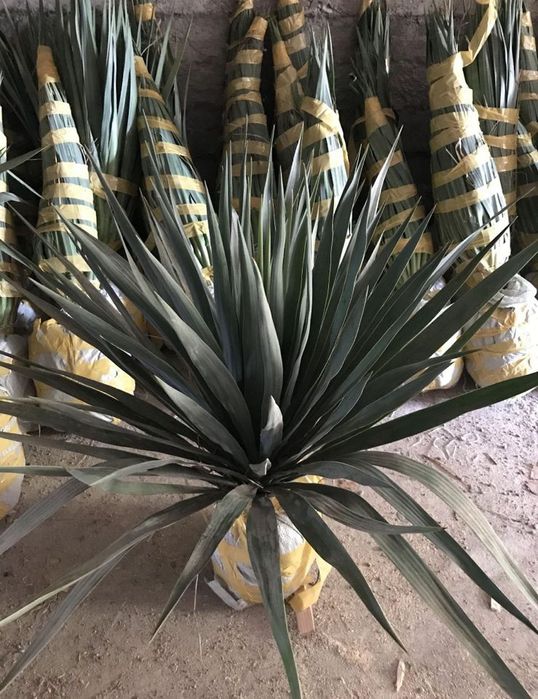 Көшеттің барлық түрі бар