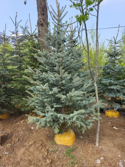 Ели и берёзы (lat betula)