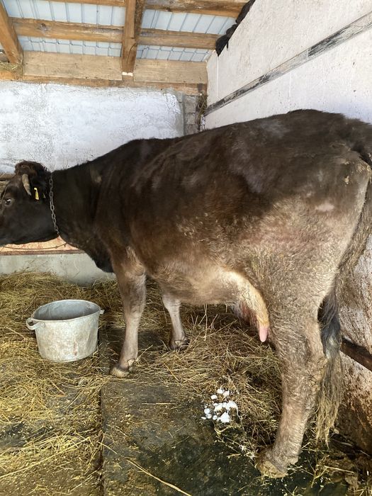 De vanzare vaca cu vitea angus gestanta !