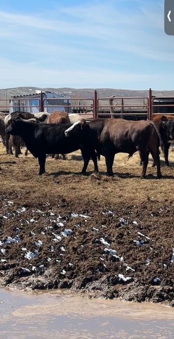 Бык производитель 2.5 года