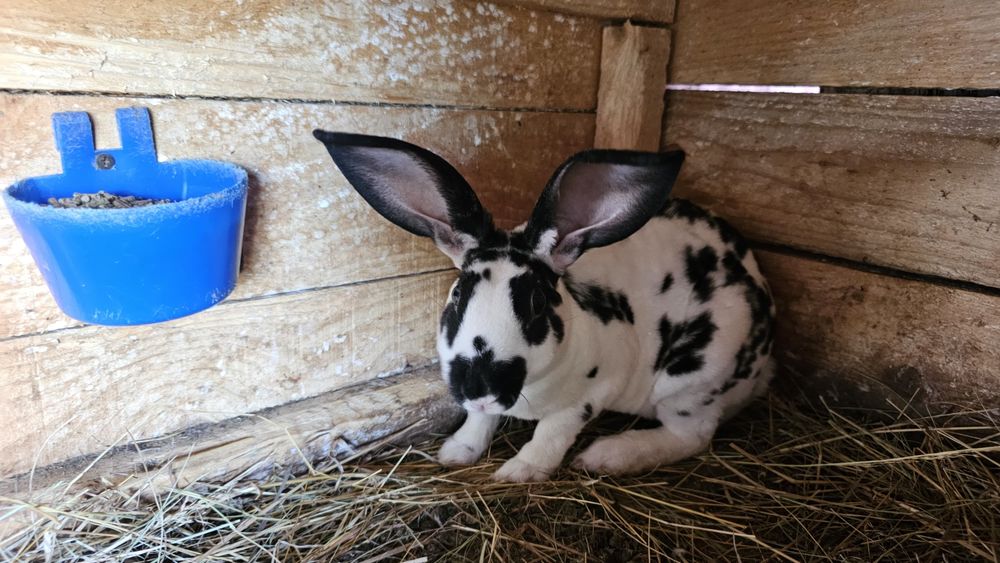 Iepuri rasa Rex bicolor si negri