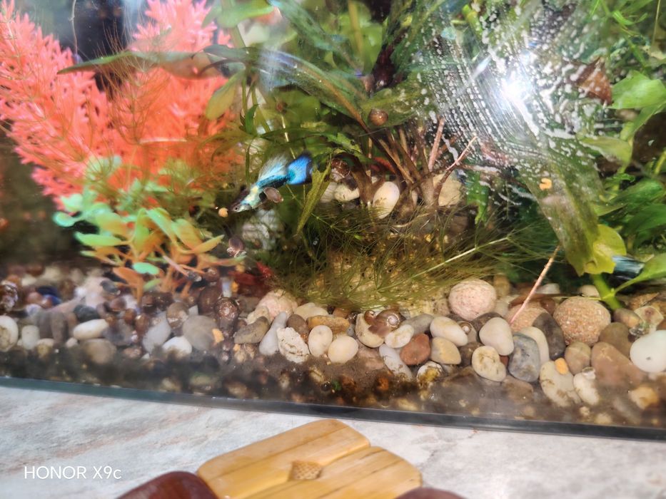 Гуппи Blue dream