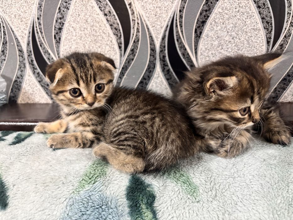Продам котят     .