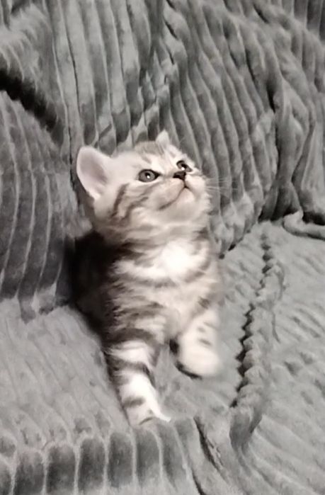 Шотландский прямоухий мальчик.