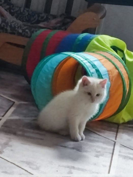 От мамы крысоловки