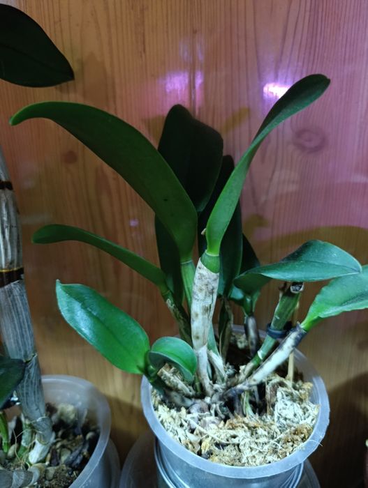 Орхидея Катлея  продается