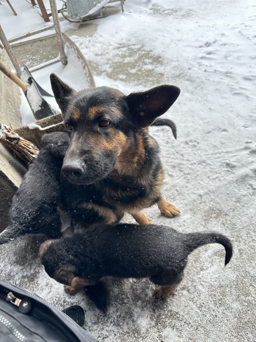 Продаем щенков немецкой овчарки