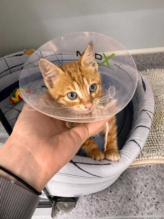 Adopție Craiova: 3 puiuți de pisică de 2 luni