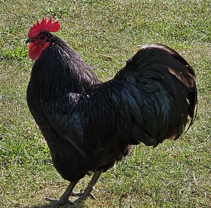 Cocosi de australorp - jersey