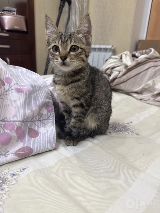Котёнок ищет дом
