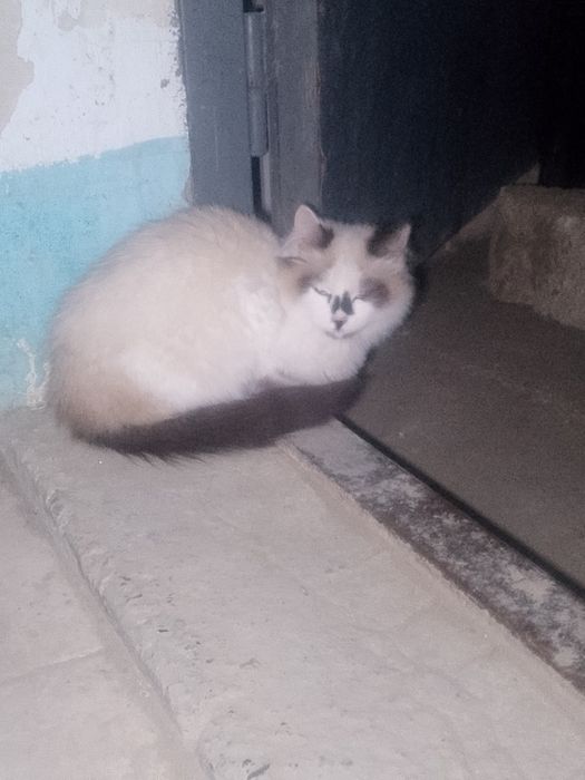 Котик срочно пожалуйста