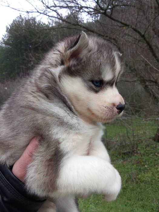 Сибирско хъски женско