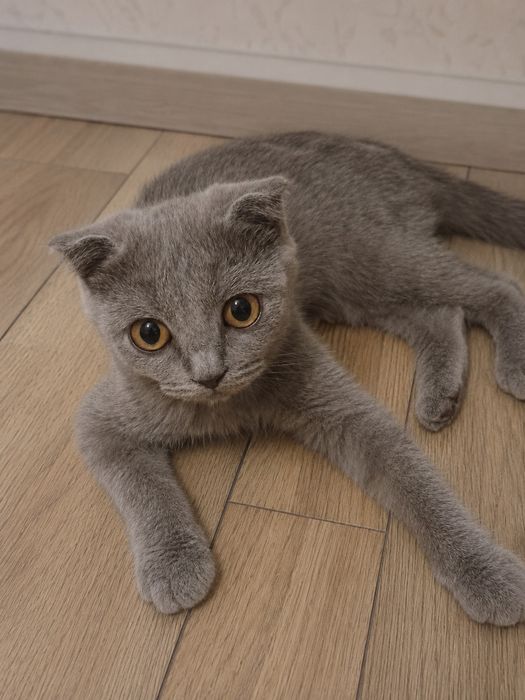 Скотиш фолд девочка