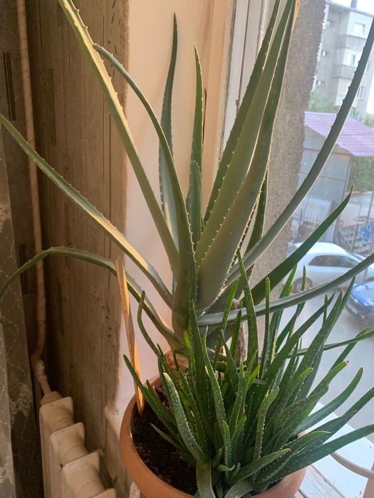 Алоэ вера настоящее