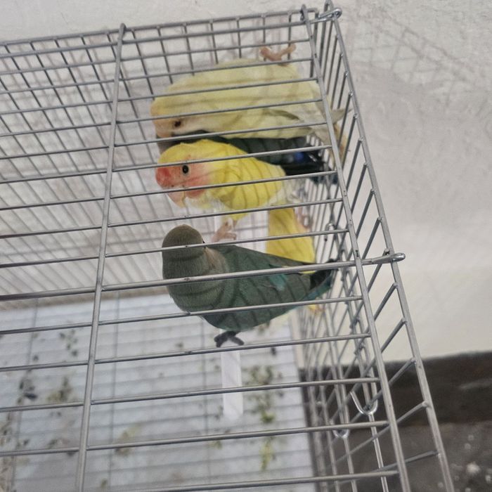 Sotiladi tazo qon aybi yo yirik qushla (maladoy) narxi 90 ming so'm