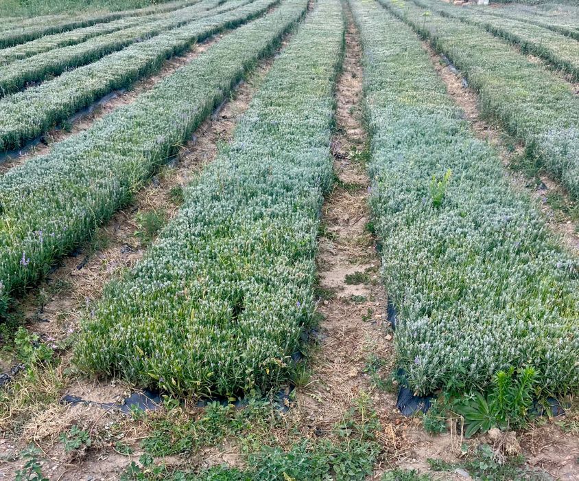 Разсад Лавандула  Лавандулов разсад