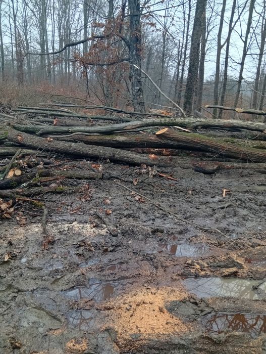 Vând lemn de foc esență tare transport gratuit