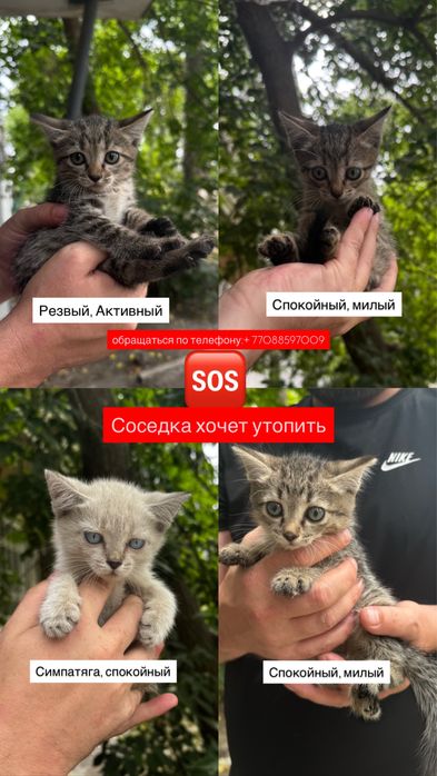 Спасите котят SOS !!